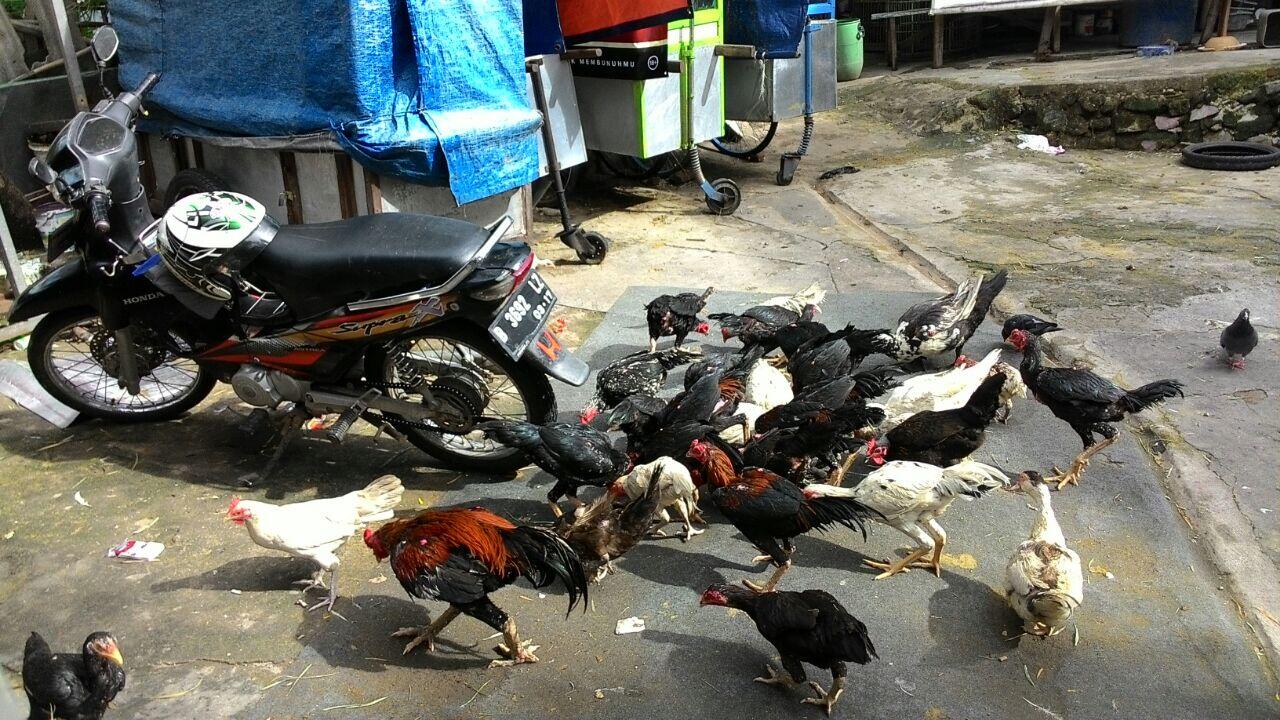 terjual macam macam ayam bangkok anakan dewasa ayam terjual macam macam ayam bangkok anakan dewasa ayam