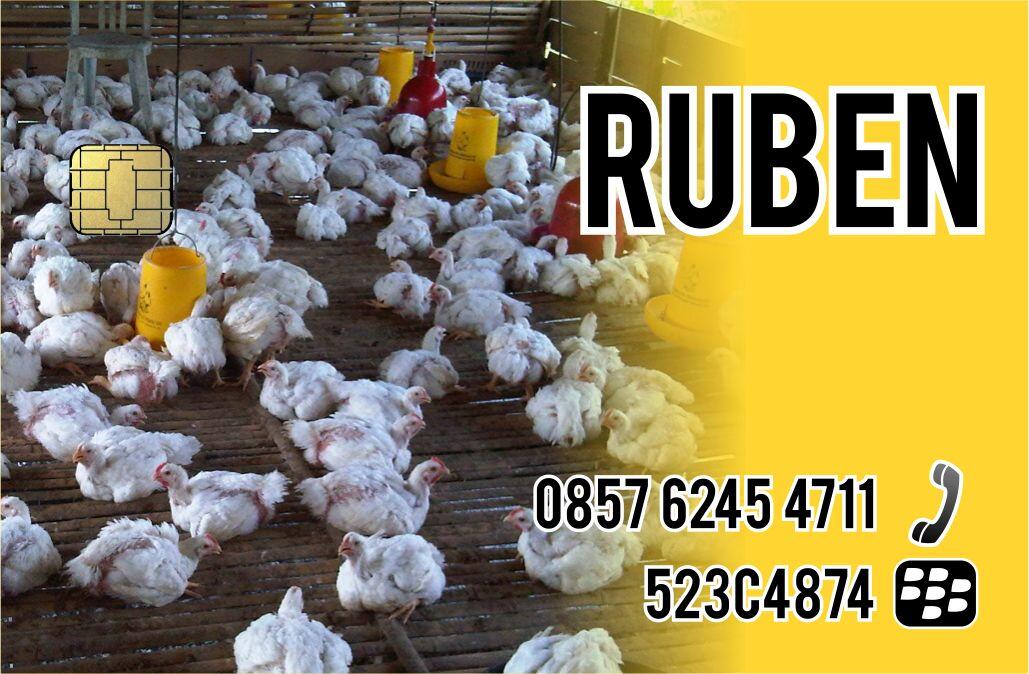 PELUANG BERBISNIS AYAM BROILER YANG TERTARIK MASUK ADA PELATIHAN JUGA