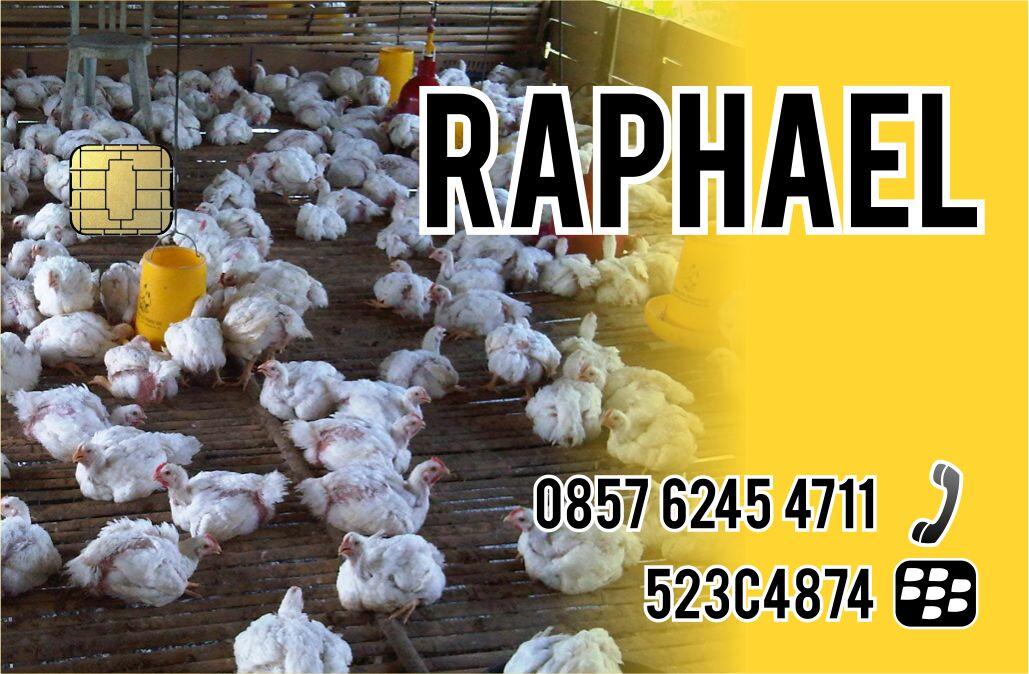 PELUANG BERBISNIS AYAM BROILER YANG TERTARIK MASUK ADA PELATIHAN JUGA