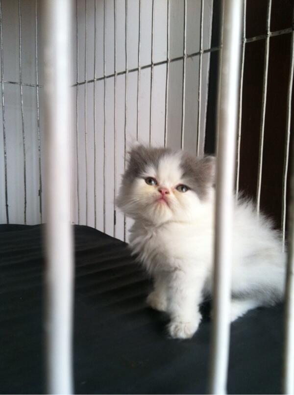 Terjual Kucing persia kitten flatnose bandung  KASKUS