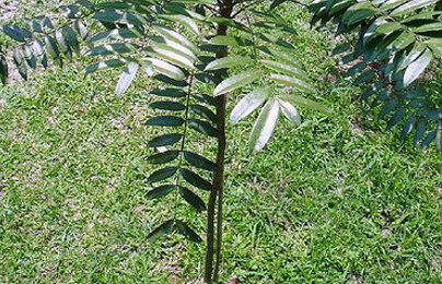 10 Jenis Tanaman Obat dan Manfaatnya