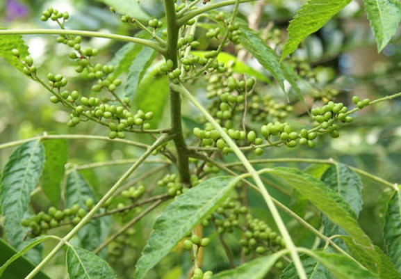 10 Jenis Tanaman Obat dan Manfaatnya