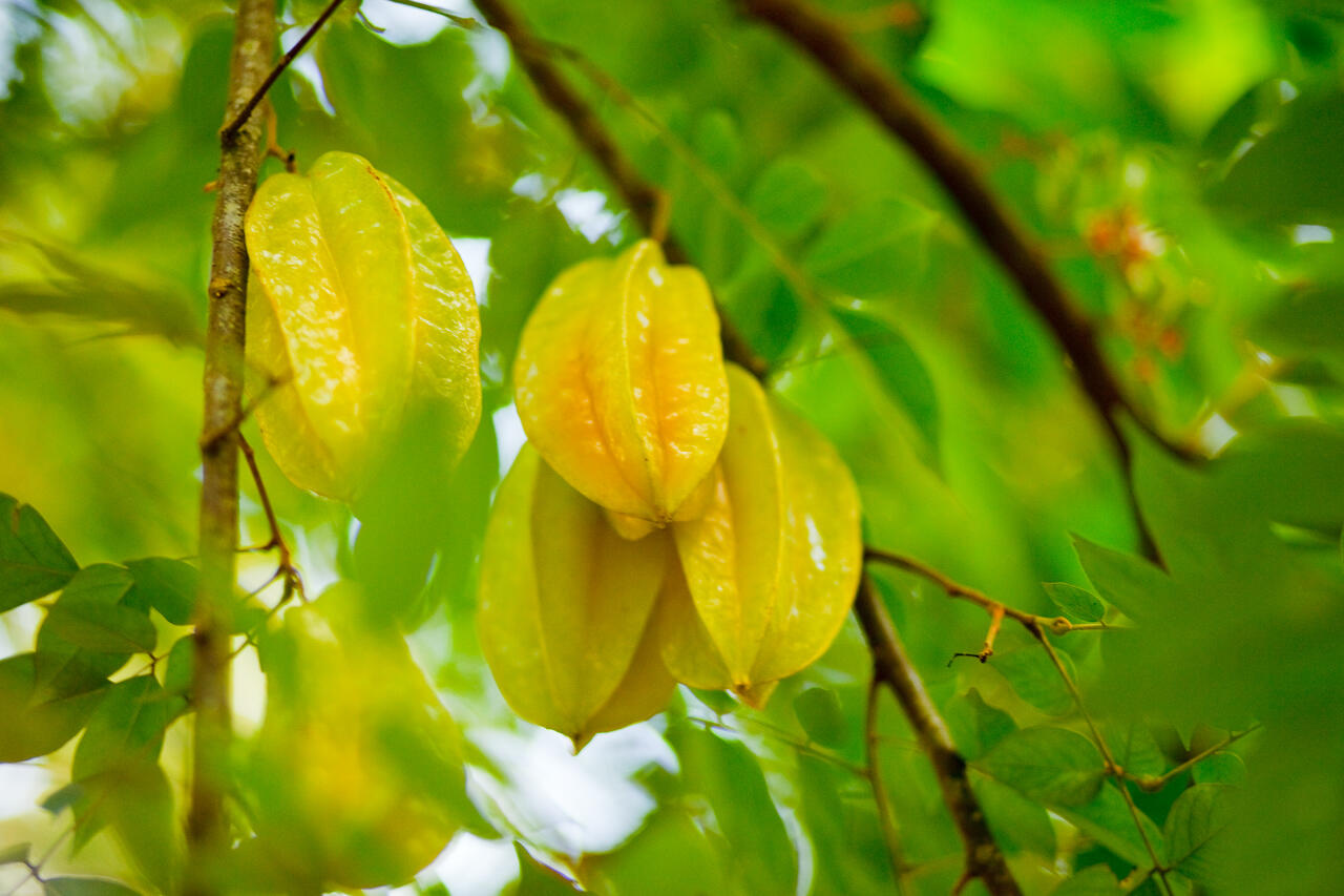 10 Jenis Tanaman Obat dan Manfaatnya