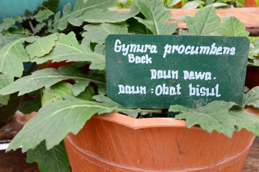 10 Jenis Tanaman Obat dan Manfaatnya