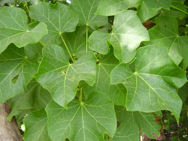 10 Jenis Tanaman Obat dan Manfaatnya