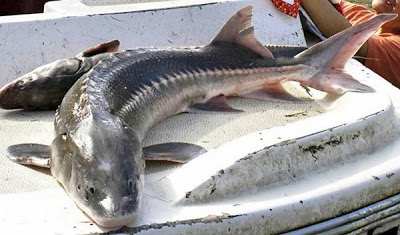 10 ikan prasejarah yg masih hidup samapi sekarang