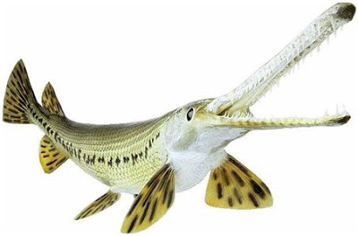 10 ikan prasejarah yg masih hidup samapi sekarang