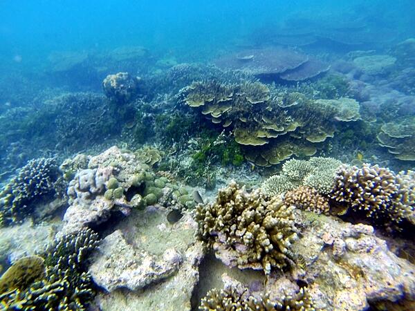 SELAMI LAUT DAN DAKI GUNUNG KRAKATAU HARI KEMERDEKAAN 15 - 17 AGUSTUS 2015