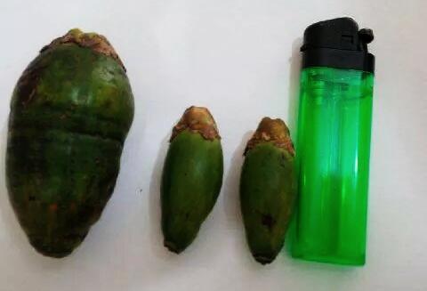 Butuh Buah Pinang Party Besar - 30 Ton / 2 Minggu