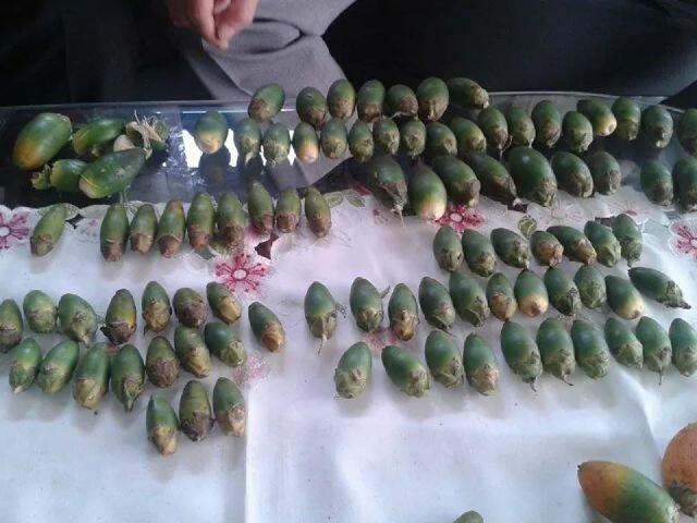 Butuh Buah Pinang Party Besar - 30 Ton / 2 Minggu