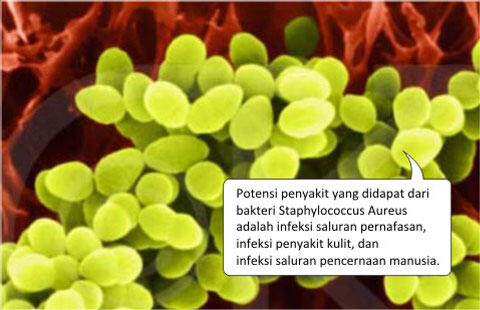 Ternyata sel lemak yang ada ditubuh bisa melawan infeksi..