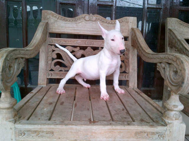 Terjual Wtb Bull Terrier Anakan Max 1 Thn Kaskus