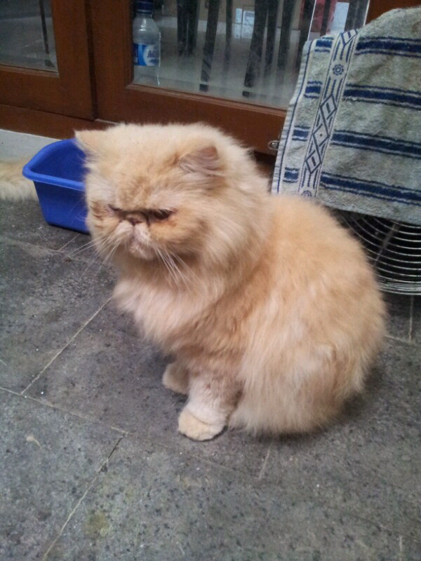 Terjual WTS Kucing Persia Peaknose Borongan!  KASKUS