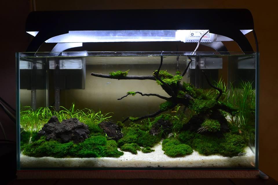 terjual buat yang minat aquascape terima jasa setting terjual buat yang minat aquascape terima jasa setting