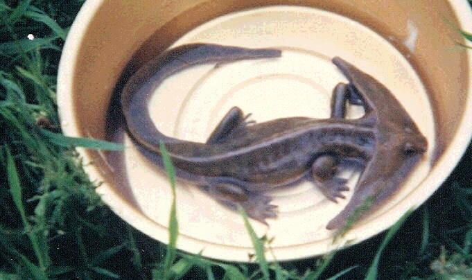 Ini gan.. DIPLOCAULUS, Samalander Purba yang ditemukan masih hidup