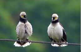 jalak hongkong alias black corraled starling