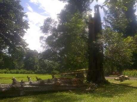 &#91;Magibut&#93; 4 Tewas, 21 Luka2 akibat Pohon Kebun Raya Bogor tumbang