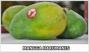 ▓▓ = KAMPUNG MANGGA = ▓▓