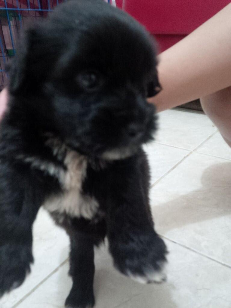 Terjual Dijual Anak Anjing/Puppy anakan Shitzu campur Poodle/Pudel 1 bulan [LANGKA