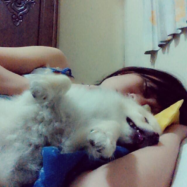 Terima Hibah Anjing Pom, Shih Tzu, Maltesse, Pokoknya yang Kecil aja
