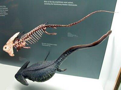 Ini gan.. DIPLOCAULUS, Samalander Purba yang ditemukan masih hidup