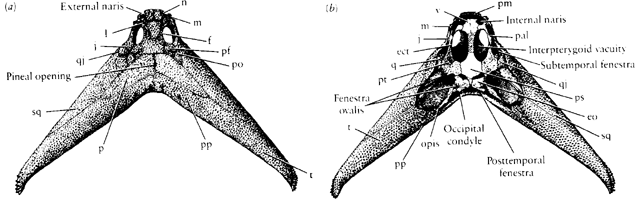 Ini gan.. DIPLOCAULUS, Samalander Purba yang ditemukan masih hidup