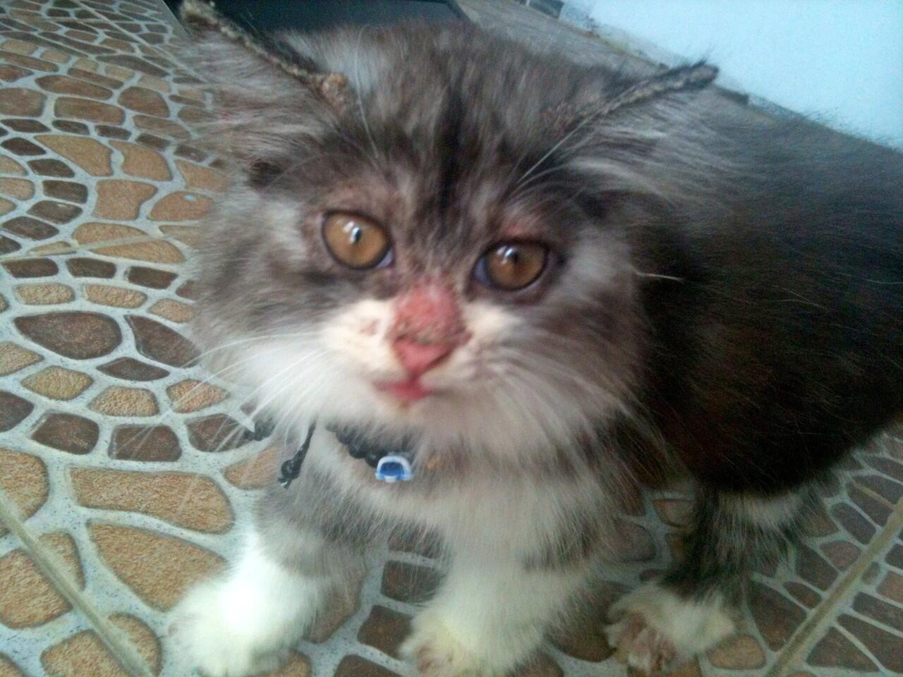 Kenalin gan kucing ane, namanya Fady