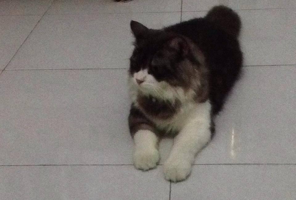 Kenalin gan kucing ane, namanya Fady