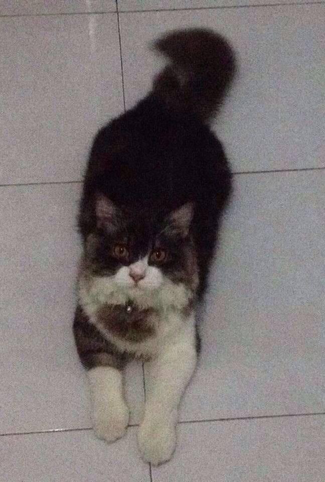 Kenalin gan kucing ane, namanya Fady