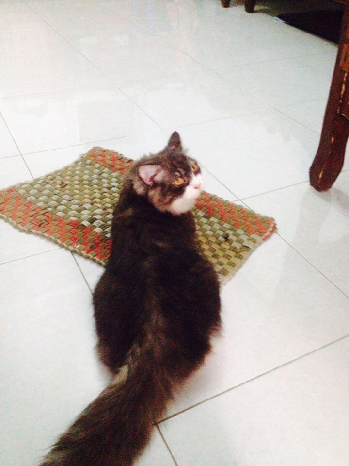 Kenalin gan kucing ane, namanya Fady