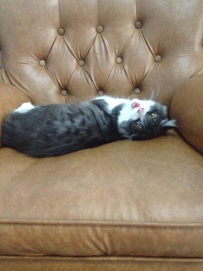 Kenalin gan kucing ane, namanya Fady