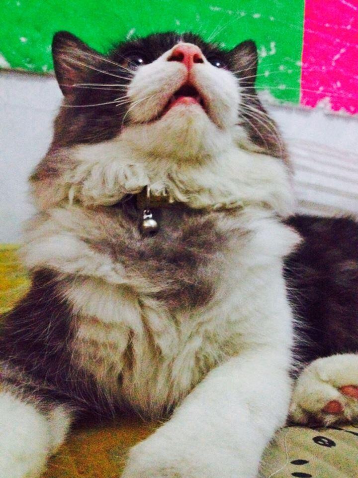 Kenalin gan kucing ane, namanya Fady