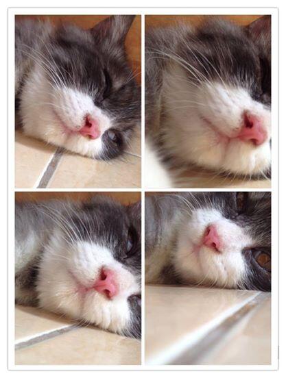 Kenalin gan kucing ane, namanya Fady