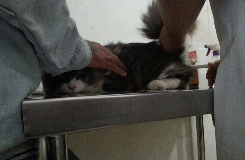 Kenalin gan kucing ane, namanya Fady