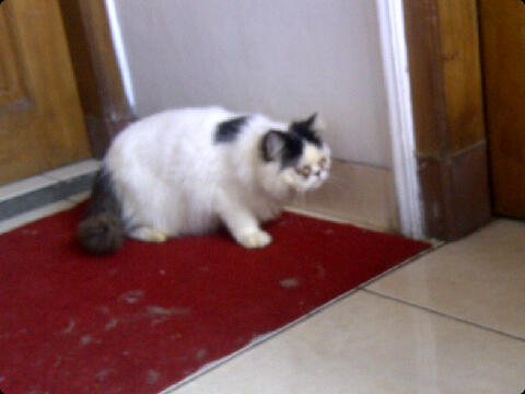 persia betina pesek longhair banget black van cantik birahi