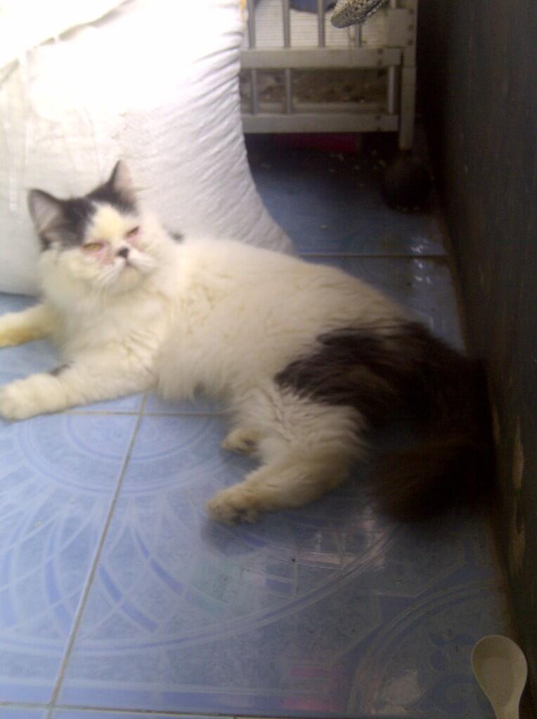 persia betina pesek longhair banget black van cantik birahi