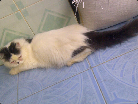 persia betina pesek longhair banget black van cantik birahi