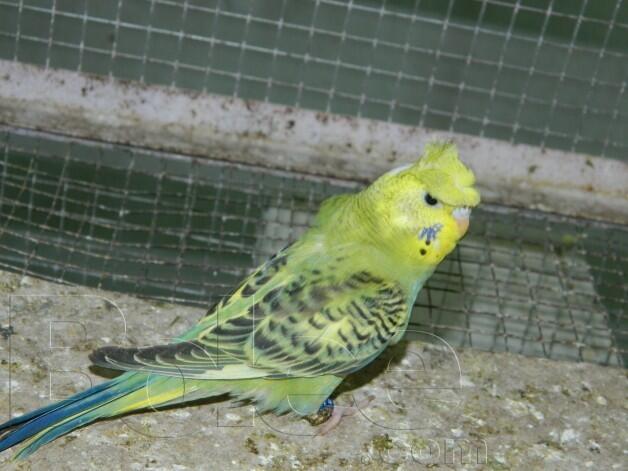 BUDGIES CRESTED / PARKIT BERJAMBUL / JAPANESE CRESTED