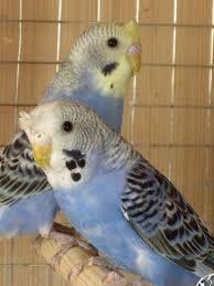 BUDGIES CRESTED / PARKIT BERJAMBUL / JAPANESE CRESTED