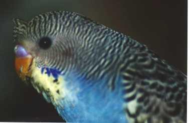 BUDGIES CRESTED / PARKIT BERJAMBUL / JAPANESE CRESTED