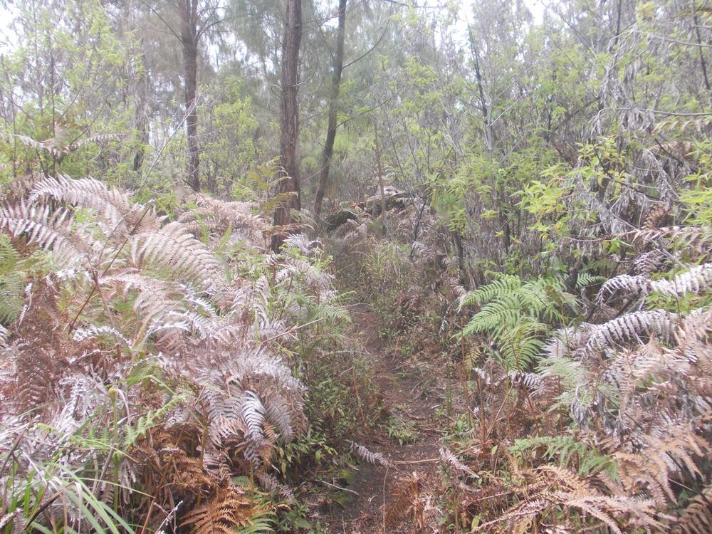 &#91;CATPER&#93; The Marvelous Argopuro 3.088 MDPL ( 28 DESEMBER - 31 DESEMBER 2014 )