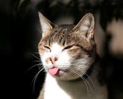 Fakta Tentang Kucing Yang Mungkin Agan Ga Tau