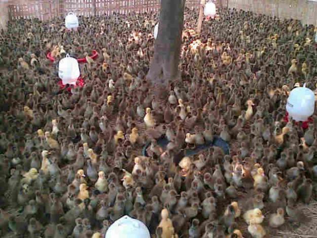 DOD BEBEK/ITIK & DOC AYAM  KASKUS