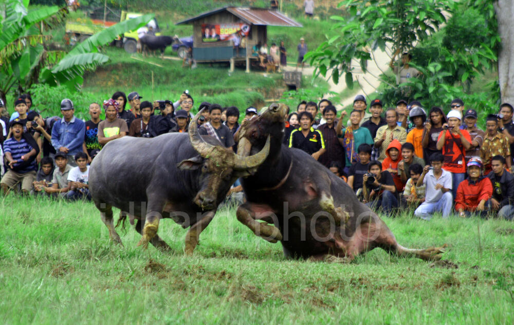 Ma' Pasilaga tedong,Tradisi unik suku Toraja