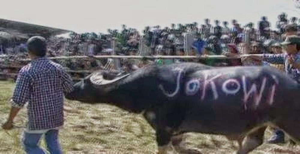 Ma' Pasilaga tedong,Tradisi unik suku Toraja