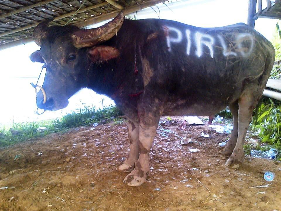 Ma' Pasilaga tedong,Tradisi unik suku Toraja