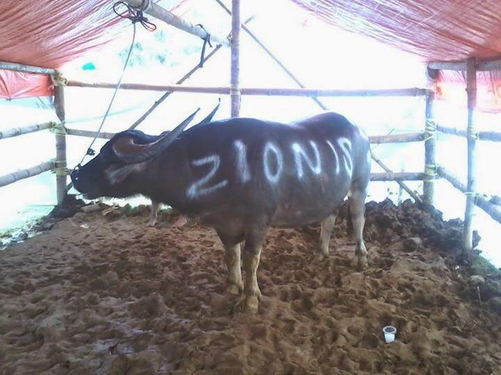 Ma' Pasilaga tedong,Tradisi unik suku Toraja