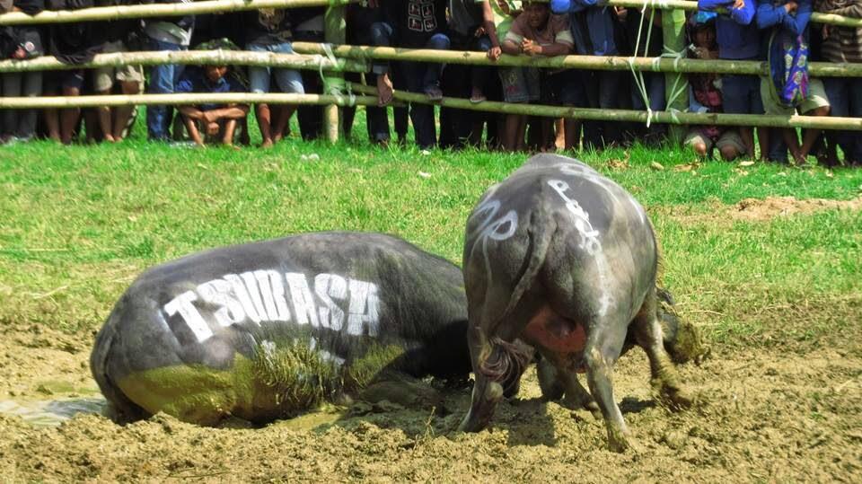 Ma' Pasilaga tedong,Tradisi unik suku Toraja