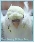 BUDGIES CRESTED / PARKIT BERJAMBUL / JAPANESE CRESTED