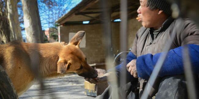 Anjing Dorong Kursi Roda Pria Lumpuh, Bukti Setiap Makhluk Punya Cinta